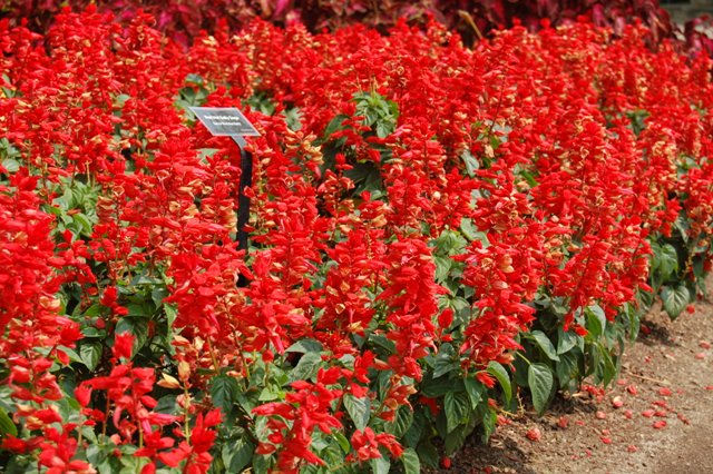 Picture of Salvia splendens 'Red Hot Sally' Red Hot Sally Sage