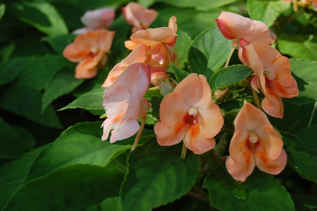 Picture of Impatiens hybrida 'Fusion Radiance' Fusion Radiance Impatiens