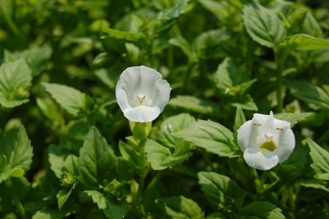 Picture of Torenia  CatalinaÂ® White Linen Catalina White Linen Wishbone Flower