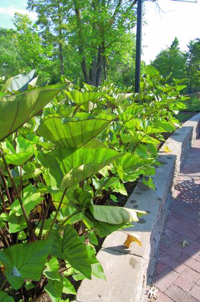Picture of Colocasia esculenta 'Coffee Cups' Coffee Cups Elephant Ear