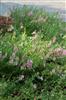 Photo of Genus=Angelonia&Species=angustifolia&Common=&Cultivar=Serena™ Lavender Pink