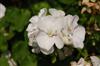 Photo of Genus=Pelargonium&Species=&Common=Geranium&Cultivar=Designer 'White'