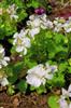Photo of Genus=Pelargonium&Species=zonale&Common=Geranium&Cultivar=Daredevil Snow